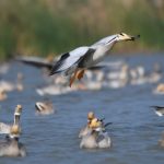 Magadi Lake Gadag 5