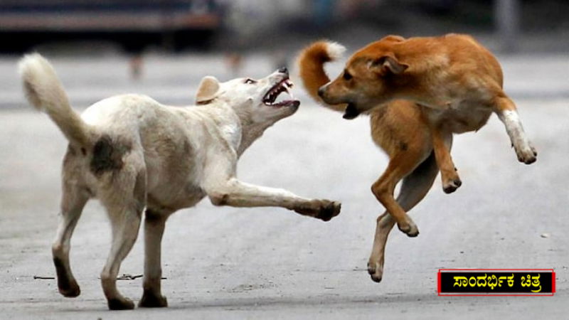 Stray Dogs