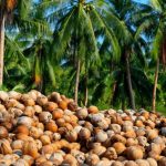 Coconut