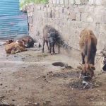 Police raid illegal slaughter house on the outskirts of Kerur Badami Bagalkot 2