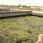 Raichuru Dog Water