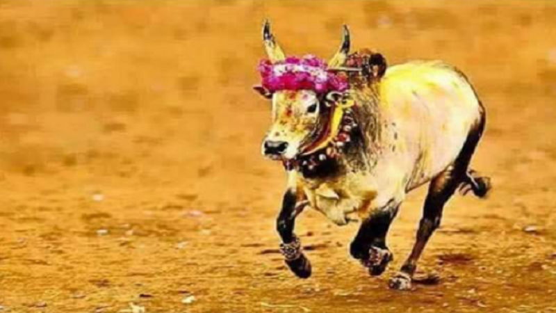 jallikattu