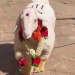 An 8 month old Bandur breed sold for a whopping Rs 1.48 lakh malavalli mandya 2