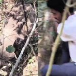 ETF staff escapes elephant attack by climbing a tree salur forest nr pura Chikkamgaluru