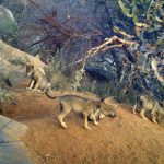 Indian Gray wolf Bankapura