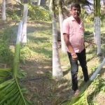 Tumakuru Arecanut Tree Cut