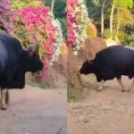 Wild gaur enters Homestay in Sakleshpura