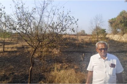 Accidental fire More than 200 sandalwood trees burnt to ashes in kudligi vijayanagara