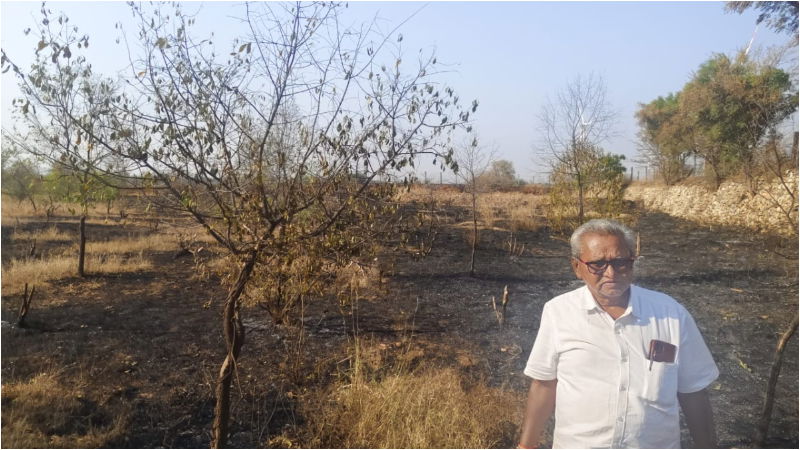 Accidental fire More than 200 sandalwood trees burnt to ashes in kudligi vijayanagara