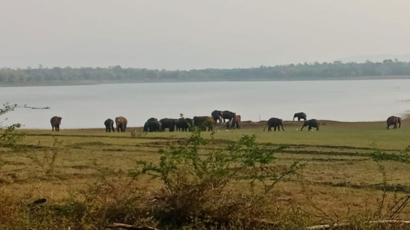 Elephants