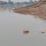 Krishna River Fish death