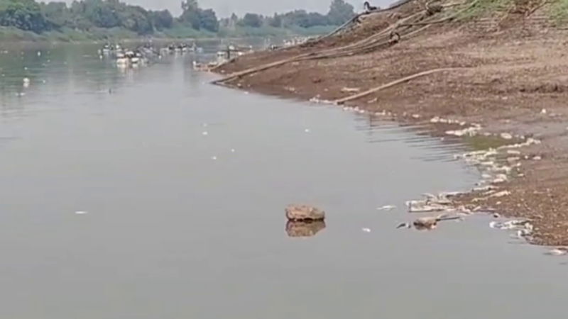 Krishna River Fish death