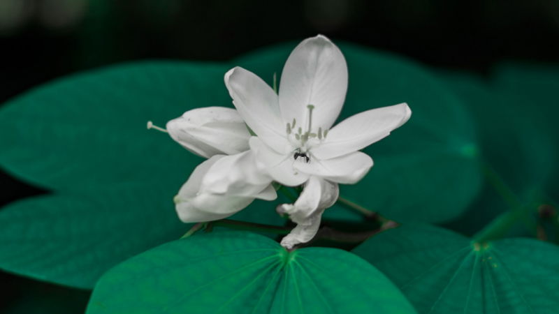 MANDARA FLOWER