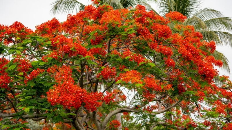 May Flower