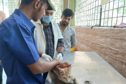 Raichur Cat fever