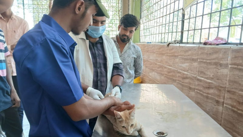 Raichur Cat fever