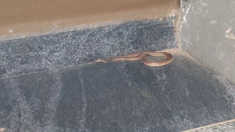 Snake spotted in front of Bagalkote DC office 2