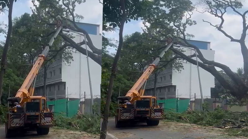 Tree Cutting