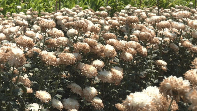 chikkkaballpura flowers