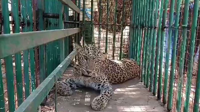 chitradurga leopard