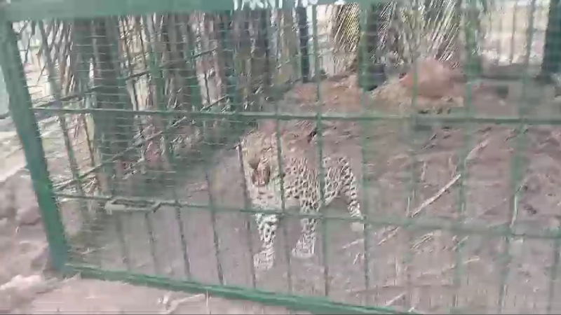 leopard chamarajanagara