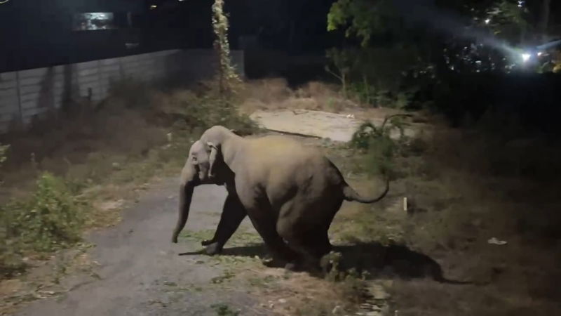 ramanagara wild elephant