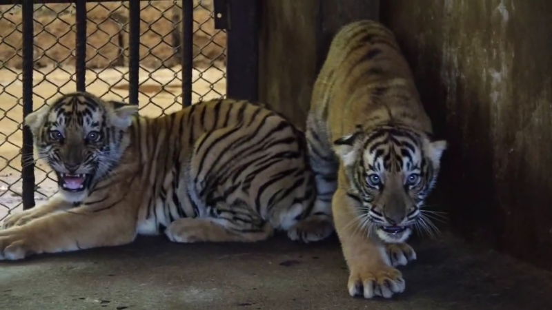 tiger cub pilikula biological park