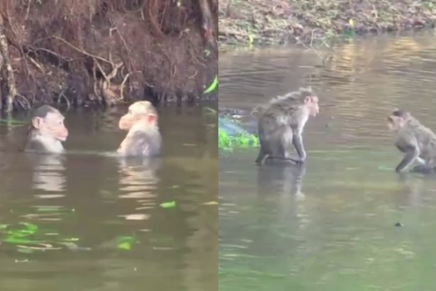 Chitradurga Monkeys Swimming