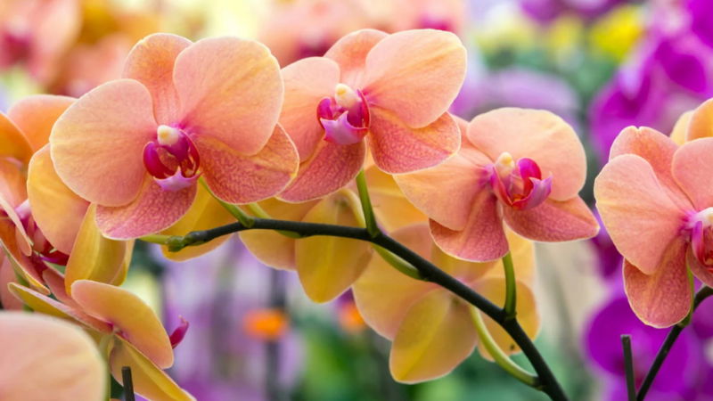 Orchid Day 2025 History Significance 1