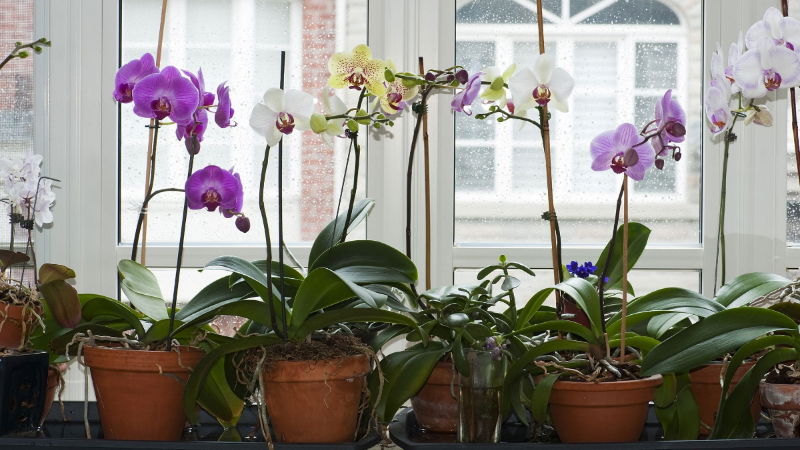 Orchid Day 2025 History Significance 2