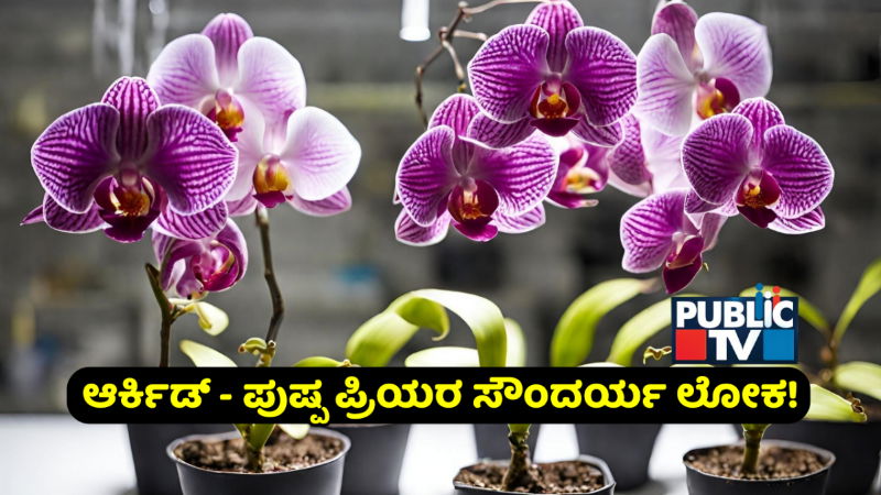 Orchid Day 2025 History Significance