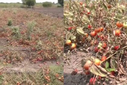 Tomato Crop Chitradurga