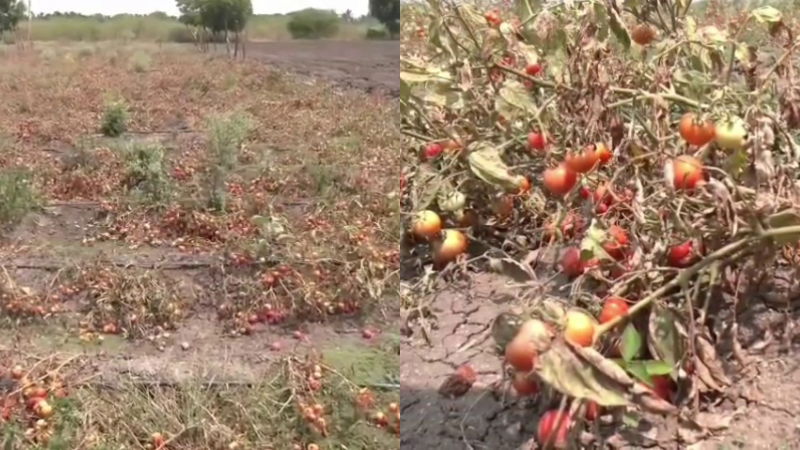 Tomato Crop Chitradurga