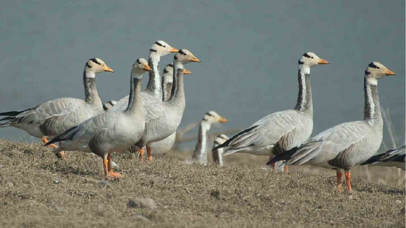 Bar headed goose
