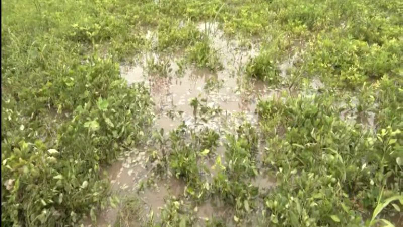 Bidar Rain 1