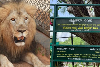 DK Shivakumar Birthday Youth Congress Adopts African Lion From Mysuru Zoo