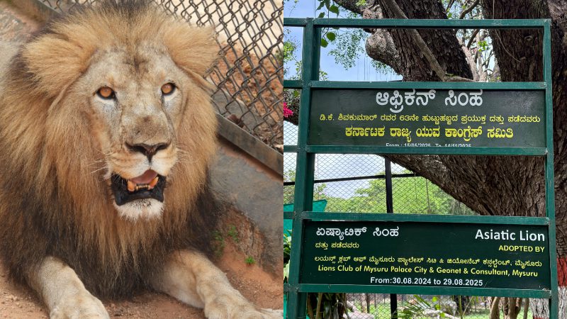 DK Shivakumar Birthday Youth Congress Adopts African Lion From Mysuru Zoo