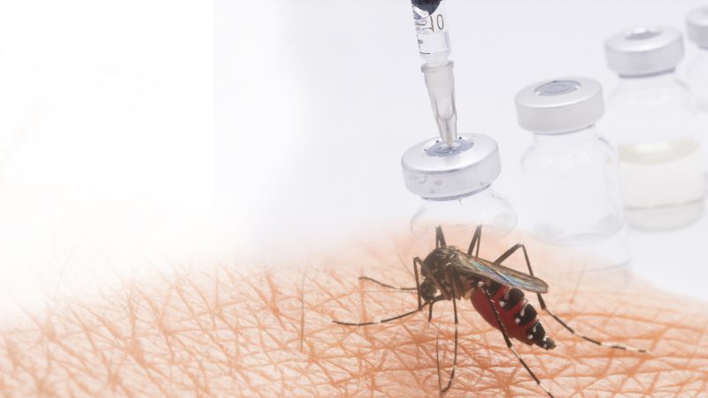 Dengue Vaccine 1