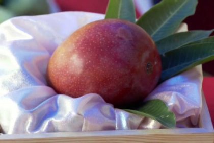 Dharwad Miyazaki Mango