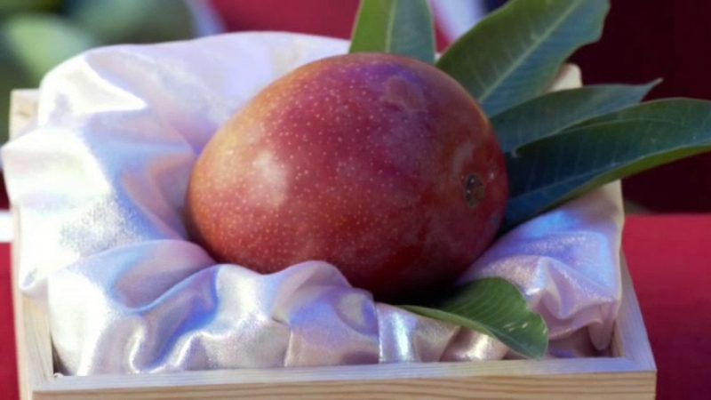 Dharwad Miyazaki Mango
