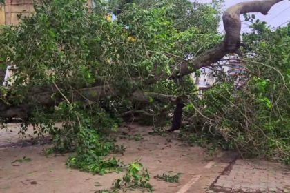 Gadag Tree Fall