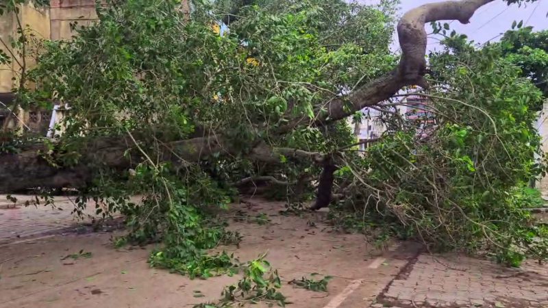 Gadag Tree Fall