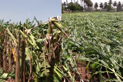 Heavy rains in Kolar Crops worth Rs 1.21 crore destroyed