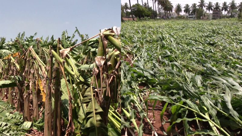 Heavy rains in Kolar Crops worth Rs 1.21 crore destroyed