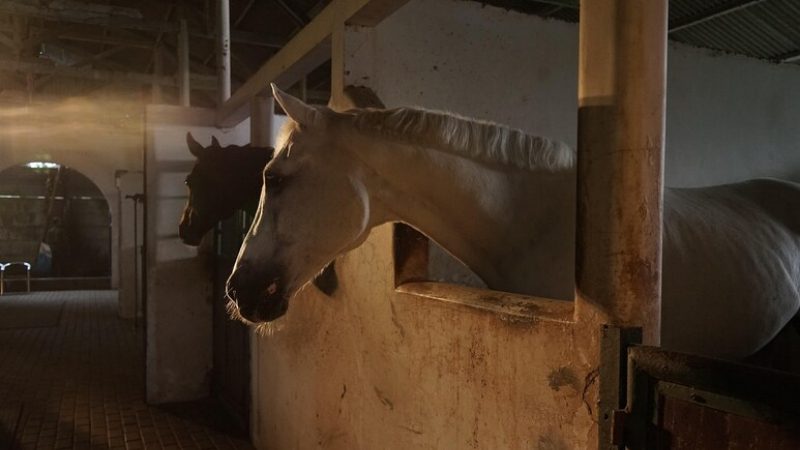 Horse