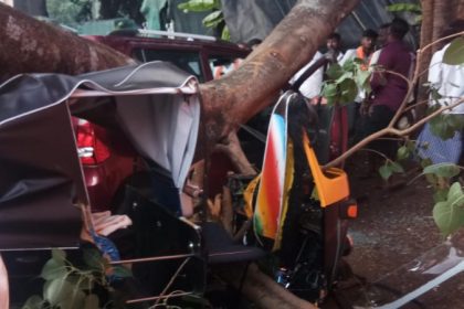 Kallathigiri Tree Fall 2