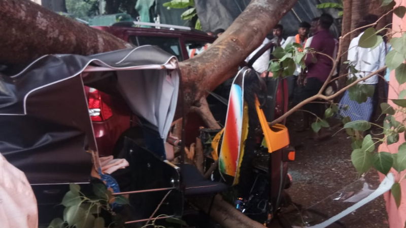 Kallathigiri Tree Fall 2