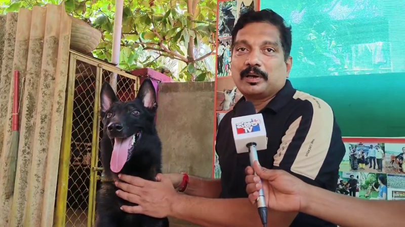 Karwar Dog 1