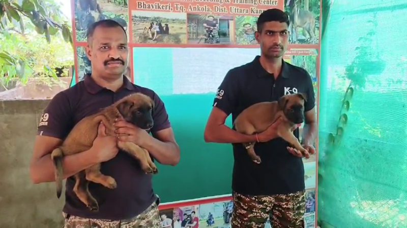 Karwar Dog 3