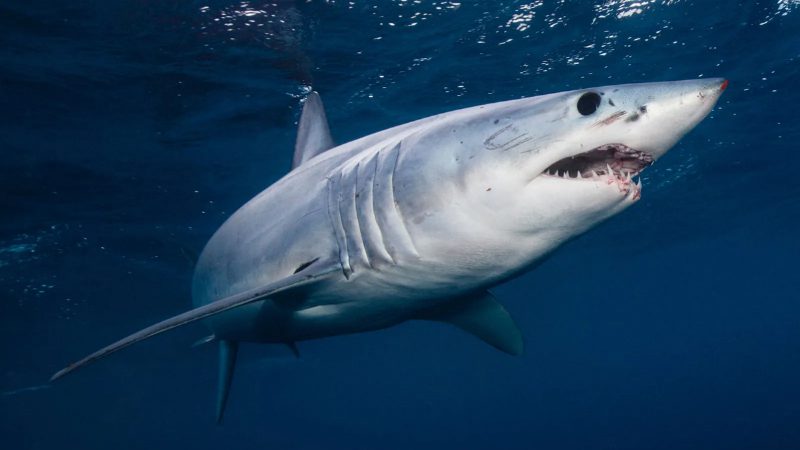Shark